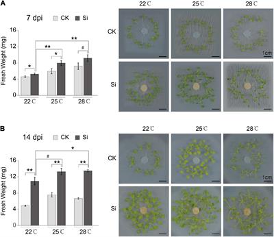 High Ambient Temperature Regulated the Plant Systemic Response to the Beneficial Endophytic Fungus Serendipita indica